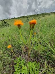 Image result for Crassocephalum vitellinum