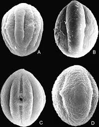 Image result for Nesaea schinzii