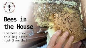 Aussie bee > advice about bees in houses. Bees In The House Wow Look How Big After Just 3 Months Youtube