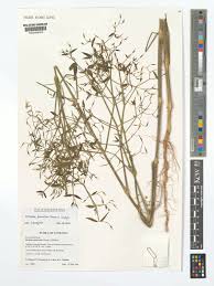 Image result for Dicliptera paniculata