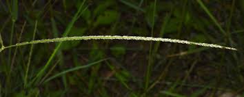 Image result for Digitaria longiflora