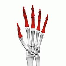 Image result for Normal Anatomic Position of the Hand and Wrist