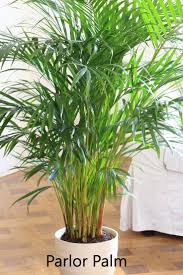 Kaufen sie noch heute ein. 10 Best Plants That Grows In Shade Without Sunlight At Home Home Gardeners