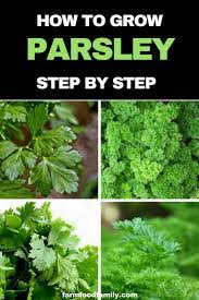 Parsley Plant Care How To Grow Parsley At Home Farmfoodfamily Growing Parsley Parsley Plant Plant Care