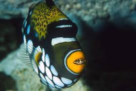 Jun 07, 2021 · picture books being adapted for tv. Clown Triggerfish In Bunaken North Sulawesi Two Fish Divers