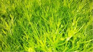 Image result for Sagina abyssinica