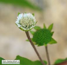 Image result for Eclipta