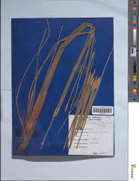 Image result for Eleocharis mutata