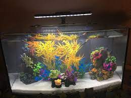 If you must leave your van alone for a week or two without draining the system, consider sanitizing before using it (especially in a. What Fish Should I Get For A 6 Gallon Fresh Water Tank Aquariums
