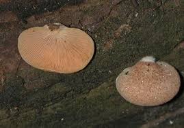 Image result for Crepidorhopalon schweinfurthii
