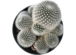 Image result for Clutia robusta