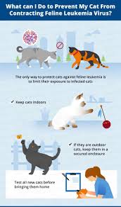 About a third of persistently infected cats. Cat Leukemia Causes Signs Treatment Canna Pet
