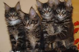 Explore 206 listings for maine coon kittens for sale uk at best prices. Maine Coon Kittens For Sale For Sale In Los Angeles California Classified Americanlisted Com