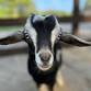 2026 Goat Yoga with BABY GOATS! 10 year Anniversary