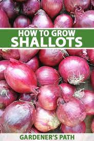 How To Grow Shallots Gardener S Path Growing Shallots Survival Gardening Shallots
