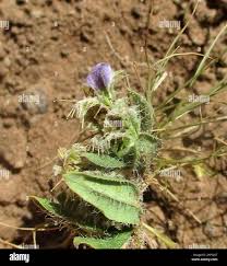 Image result for Blepharis transvaalensis