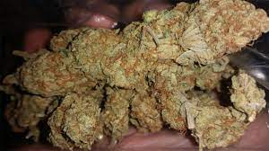 Red Dwarf Marijuana Strain Information Leafly