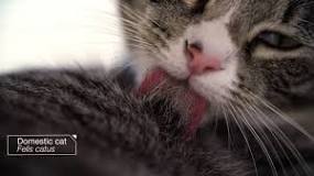 Image result for why do cats have course tongues