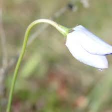 Image result for Wahlenbergia pulchella