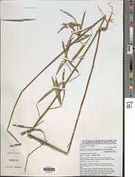 Image result for Crotalaria cylindrocarpa