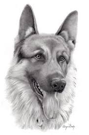 There is always something special in almost every drawing of a dog. Animal Drawings Realistic Pencil Drawings Pencil Drawings Of Animals