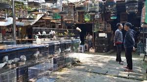Jenis dan harga yang bervariasi membuat burung dara bisa dijangkau oleh. Cari Burung Di Kota Semarang Datang Saja Ke Pasar Karimata Tribun Jateng