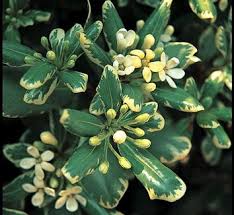 Image result for Pittosporaceae