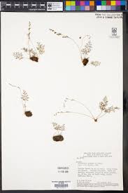 Image result for Anemia angolensis