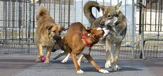 10 easy ways to find dogs for playdates. Dog Park And Play Group Etiquette Andrea Arden Dog Training