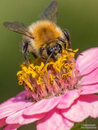Aus der banda comunale wird die banda internationale. Ackerhummel Bombus Pascuorum Wann Wird Es Endlich Wieder Sommer Makrotreff