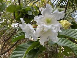 Image result for Beaumontia