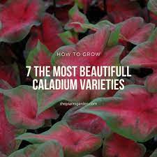7 The Most Beautifull Caladium Varieties Caladium Caladium Garden Ornamental Plants