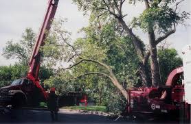 Tree Removal in Woodstock MD | Stabler Tree and Crane