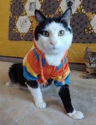 Mysha's Story: Unexpected Twists & Turns of a TNR Project