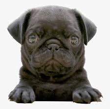 Black Pug Wallpaper Weddingdressincom Black Pug Puppy Hd Png Download Transparent Png Image Pngitem Find pug pictures and pug photos on desktop nexus. black pug puppy hd png download