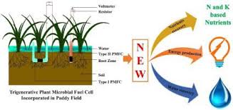 Check spelling or type a new query. Resource Recovery From Paddy Field Using Plant Microbial Fuel Cell Process Biochemistry X Mol