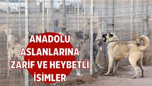 Isimleri Heybet Ve Guzelliklerine Gore Veriliyor Anadolu Aslanibuyuk Sivas Haber Sivas Haberleri Haberler Guncel Yerel Haberler
