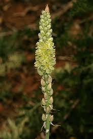 Image result for Albuca virens