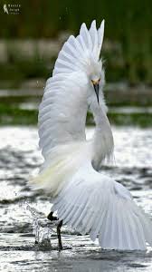 White Bird With Wings Spread Pin De Chet Em Natureza Animais Silvestres Garcas Aves Belas