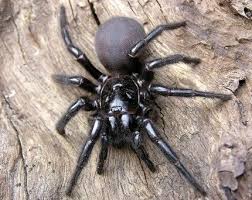 Unsere bewertung öffnet die giftigste spinne in europa. The Sydney Funnel Web Spider Atrax Robustus Is An Australian Funnel Web Spider Usually Found Within A 100 Km 62 Mi Spinne Australien Spinne Australien Tiere