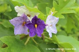 Image result for Solanum linneanum