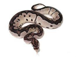 Vpi Axanthic Clown Morph List World Of Ball Pythons Pet Snake Snake Snake Lovers