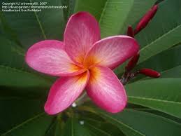 Maybe you would like to learn more about one of these? Tropicals Tender Perennials South Florida Blooms O 1 By Srbowers66