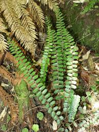 Image result for Pellaea angulosa