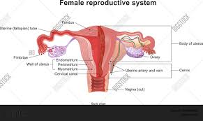 Learn how to draw female reproductive system pictures using these outlines or print just for coloring. Female Reproductive Vector Photo Free Trial Bigstock