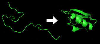 Pengertian, struktur, ciri, sifat fisiko, klasifikasi, sifat, analisis, fungsi. Pelipatan Protein Wikipedia Bahasa Indonesia Ensiklopedia Bebas