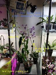 I Found A Nice Surprise On My Dendrobium Hybrid From Little Brook Orchids In Lancaster Pa Upon Inspecting The Den Betty Goto Orchids Types Of Orchids Bloom
