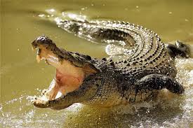 Saltwater Crocodiles Believe It Or Not But Crocodiles Are Actually Much More Dangerous To Humans Than Sharks Saltwater Crocodile Crocodiles Dangerous Animals