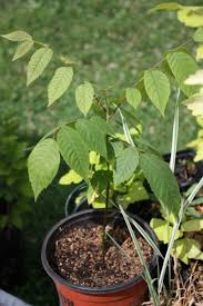 Can You Grow Nut Trees In Pots Tips For Growing Nuts In Containers