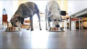 Two Dog Food Brands Recalled Due To Elevated Levels Of Vitamin D Wkyc Com